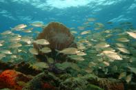 A school of silvery snapper swim just below the surface in the Bahamas.