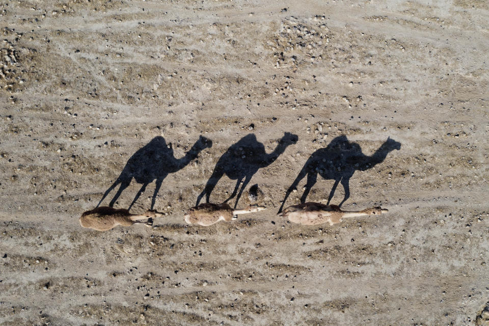 Camels walk near the West Bank village of Al Fasayil, in the Jordan Valley, Tuesday, June 30, 2020. Israeli Prime Minister Benjamin Netanyahu appears determined to carry out his pledge to begin annexing parts of the occupied West Bank, possibly as soon as Wednesday. (AP Photo/Oded Balilty)