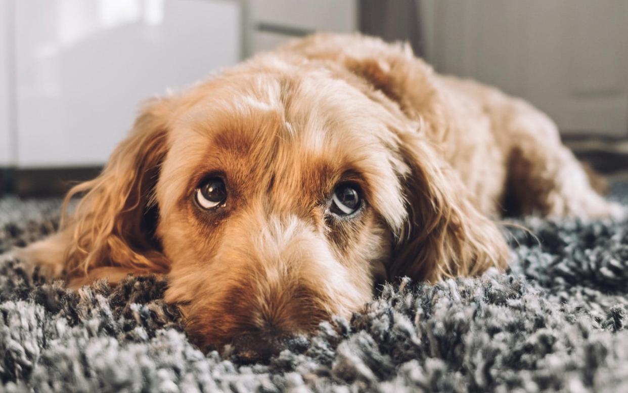 Dog giving his best puppy dog eyes - www.alamy.com