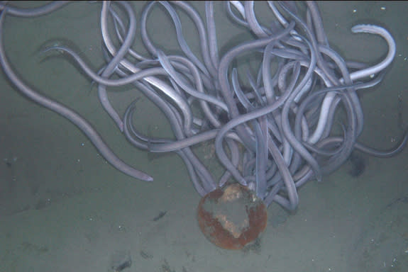 A group of hagfish next to a scallop.