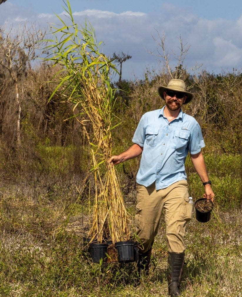 The Conservation Foundation recently restored the Myakka Headwaters Preserve with more than 15,400 plants. The restoration effort is seeking volunteers on April 21.