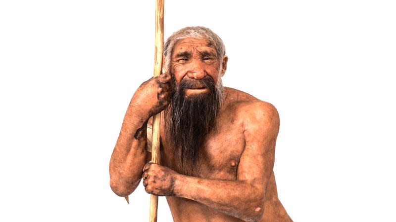 A reconstruction of a male Neanderthal.