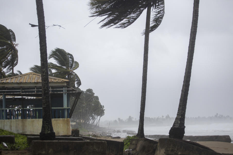 <p>Palm trees blow in the wind in Nagua, Dominican Republic, on September 19, 2022, during the passage of Hurricane Fiona.</p> 