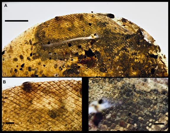 Photographs of probable snake shed skin.