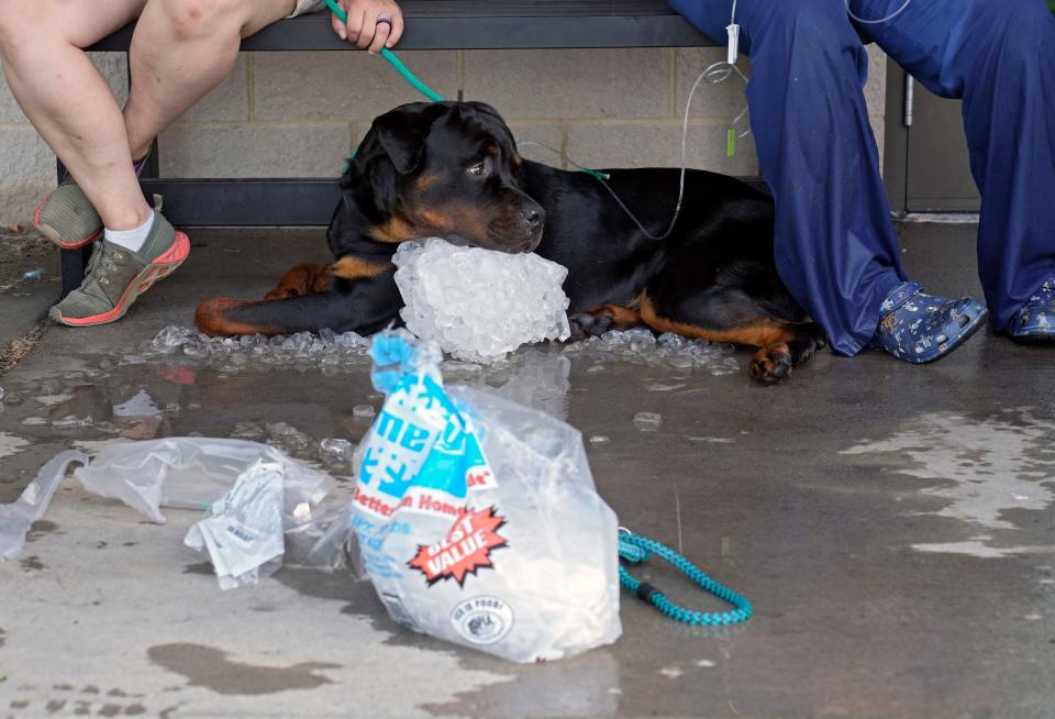 June 14, 2022; Columbus, Ohio, United States;  Leonidas, a one-year-old Rottweiler, rests his head on a block of ice as he receives fluids after showing signs of overheating at the Franklin County Dog Shelter & Adoption Center which lost power Tuesday afternoon and had no air conditioning. Mandatory Credit: Barbara J. Perenic/Columbus Dispatch