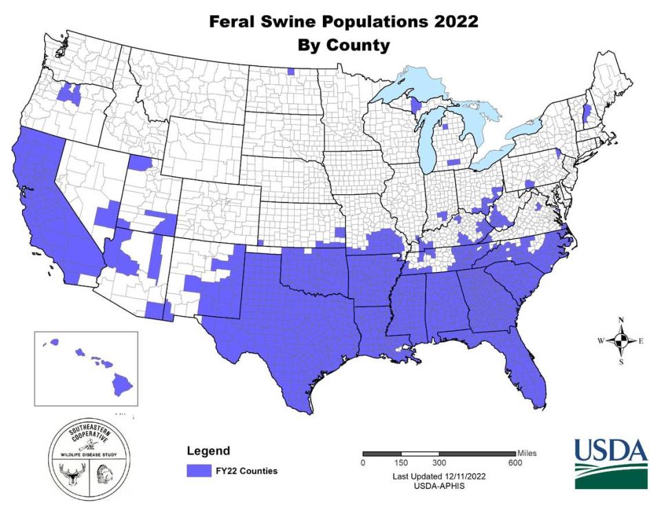 A distribution map of feral swine in the United States showing 2022 populations. The invasive and highly destructive species has been reported in at least 35 states, and it’s population is rapidly growing.