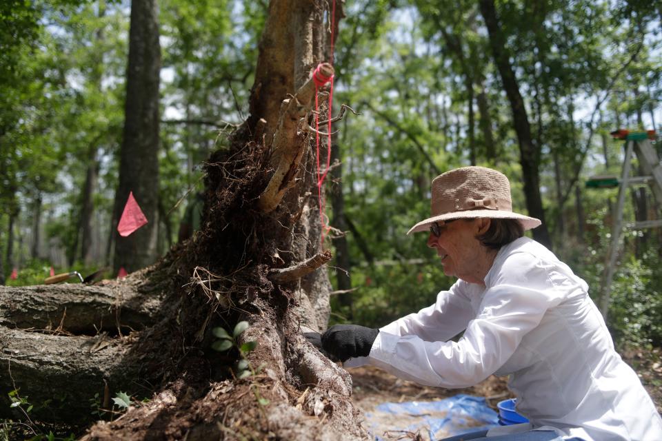 Archaeologists finally dig into remnants of freed-slave community in Florida, researchers make progress on treating Lyme disease in Maryland, and more