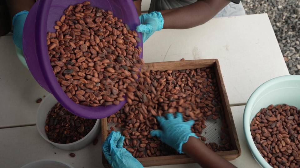 At '57 Chocolate in Ghana, cocoa beans are prepared to make chocolate. Although two-thirds of the world's cocoa beans are harvested in the West African nations of Ghana and Côte d'Ivoire, most chocolate is actually manufactured in the U.S. and Europe.  / Credit: CBS News