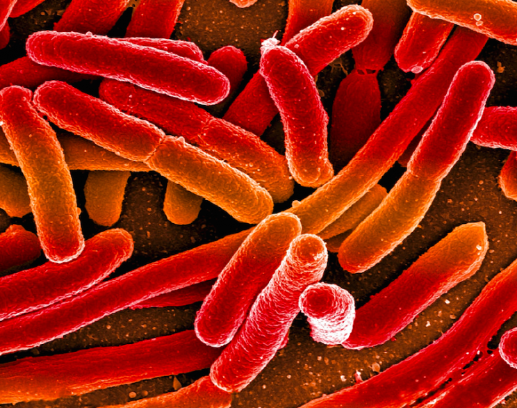 There were almost 40,000 cases of E.coli in England last year (Picture: Rex)