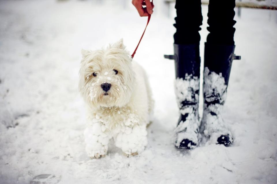 A West highland white terrier and owner in snow