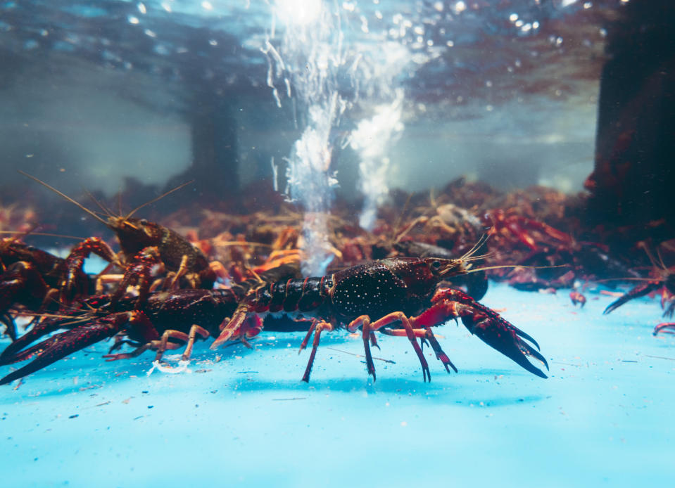 Lobsters in a tank.