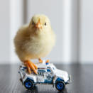 <p>A chick stands on a SWAT team vehicle. (Photos: Alexandra C. Daley-Clark/sillychickens.com) </p>