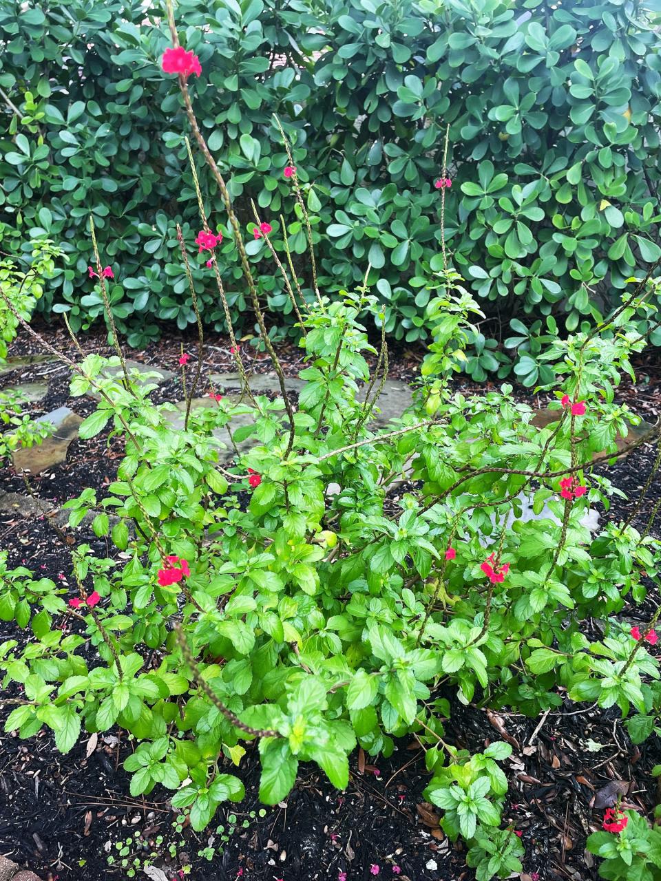 Low maintenance pollinator plants can add beauty and excitement to the garden by attracting bees, butterflies, and birds. These include scarlet sage (Salvia coccinea).