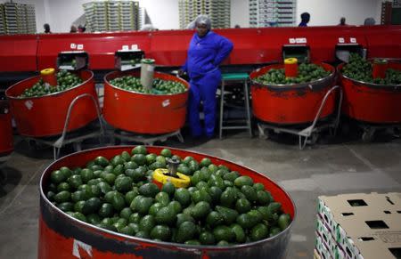 A worker takes a break from sorting avocados at a farm factory in Nelspruit in Mpumalanga province, about 51 miles (82 km) north of the Swaziland border, South Africa, June 14, 2018. Picture taken June 14, 2018. REUTERS/Siphiwe Sibeko