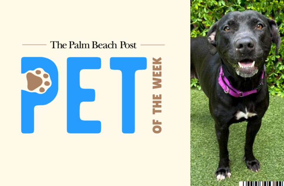 Miss Emma is a 4-year-old female dog who is The Palm Beach Post's Pet of the Week for April 15. She was found running stray in Loxahatchee more than one month ago.