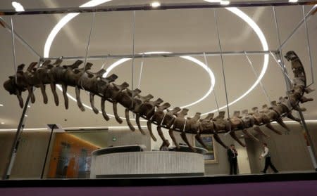 The fossilized tail of a sauropod of the Atlasaurus imelakei species, that will be auctioned on Tuesday night in Mexico to raise funds for the reconstruction of thousands of schools damaged by September quakes, is displayed at the lobby of the BBVA Bancomer tower in Mexico City, Mexico January 16, 2018. REUTERS/Daniel Becerril