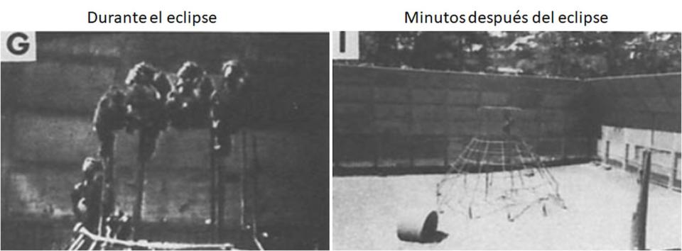 Los chimpancés subidos a la estructura durante el eclipse (izquierda) en comparación con la misma estructura, treinta minutos más tarde (derecha) | Branch, Jane E., y Deborah A. Gust. American Journal of Primatology, (1986)