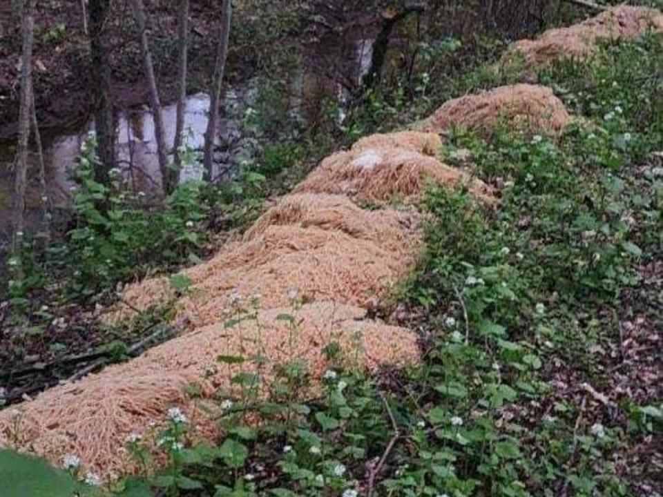 A New Jersey town was left baffled after discovering hundreds of pounds of cooked pasta mysteriously dumped in the woods (Facebook/Nina Jochnowitz for Old Bridge)