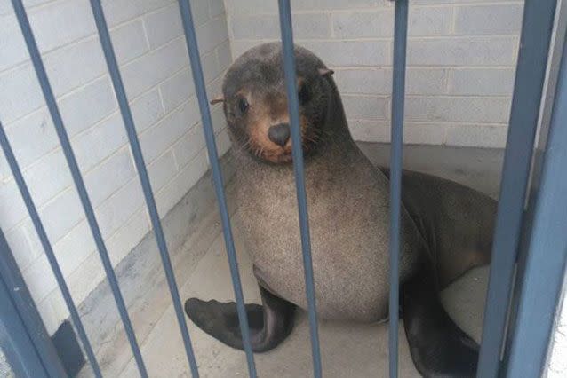 Sammy the seal turned up in Devonport. Source: Devonport Council