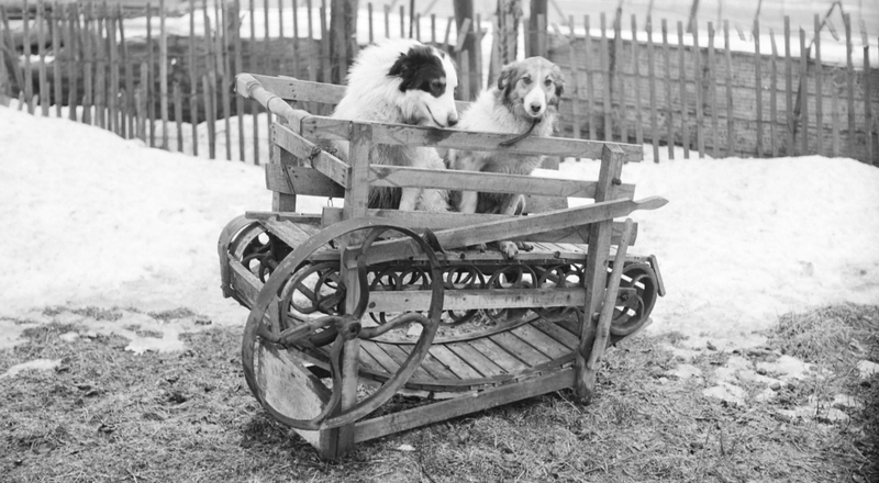 A dog-powered treadmill pictured in Canada in 1954.<br> - Photo: University of Waterloo (<a class="link " href="https://digital.library.uwaterloo.ca/uwdl-88502a9e-00bb-44bf-bf2e-80f609f05654/dog-powered-machine-unpublished" rel="nofollow noopener" target="_blank" data-ylk="slk:Fair Use;elm:context_link;itc:0;sec:content-canvas">Fair Use</a>)