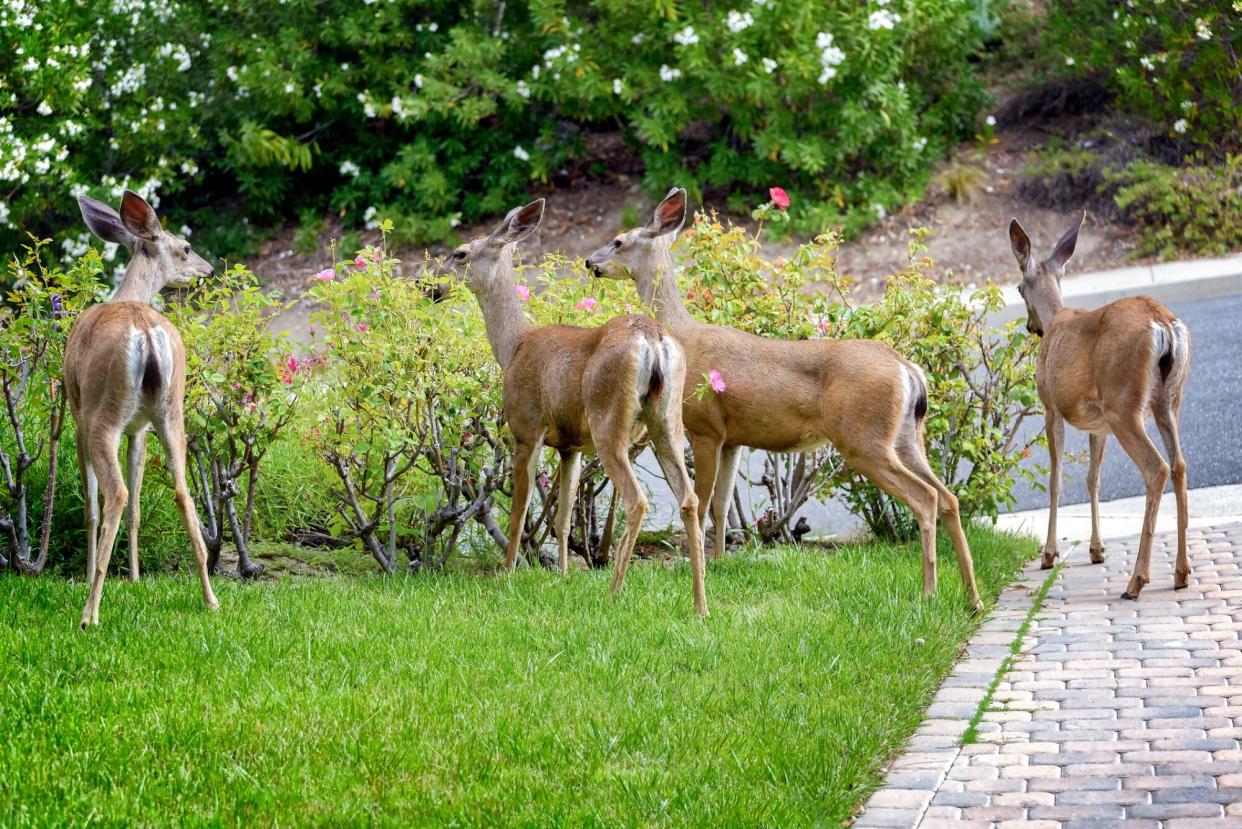 Deer Eating Flowers in Garden