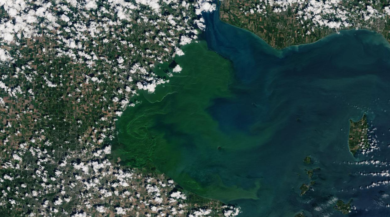 An algal bloom in western Lake Erie is seen July 8, 2019, from the Landsat 8 satellite. Green patches show where the bloom was most dense and where toxicity levels were unsafe for recreational activities. Around the time of this image, the bloom covered about 300 square miles of Lake Erie’s surface, according to news reports.