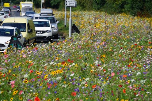 <span class="caption">The eight-mile 'river of flowers' that grows alongside a motorway near Rotherham, UK.</span> <span class="attribution"><a class="link " href="http://www.pictorialmeadows.co.uk/" rel="nofollow noopener" target="_blank" data-ylk="slk:Pictorial Meadows;elm:context_link;itc:0;sec:content-canvas">Pictorial Meadows</a></span>