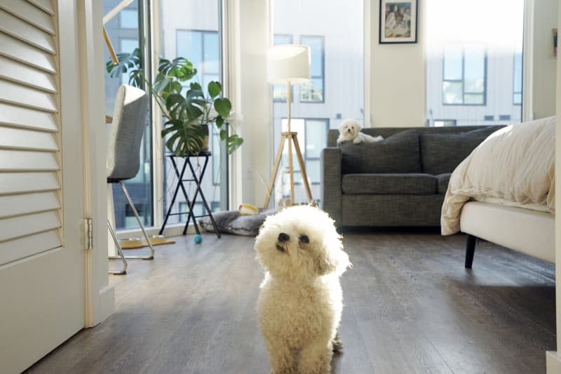 Dwellers dogs in a bedroom with wooden floors.