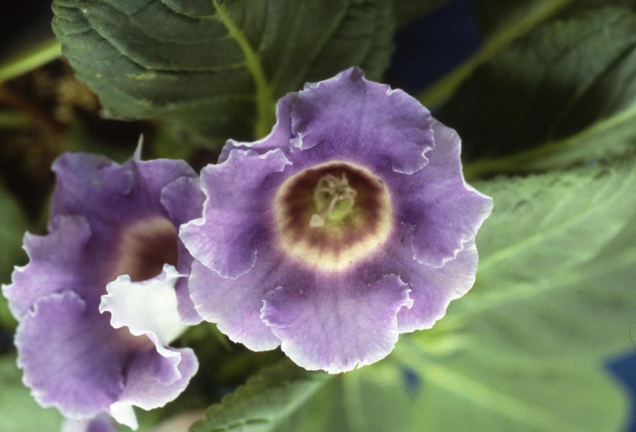 The gloxinia is a good gift choice for the indoor gardener on Valentine's Day.