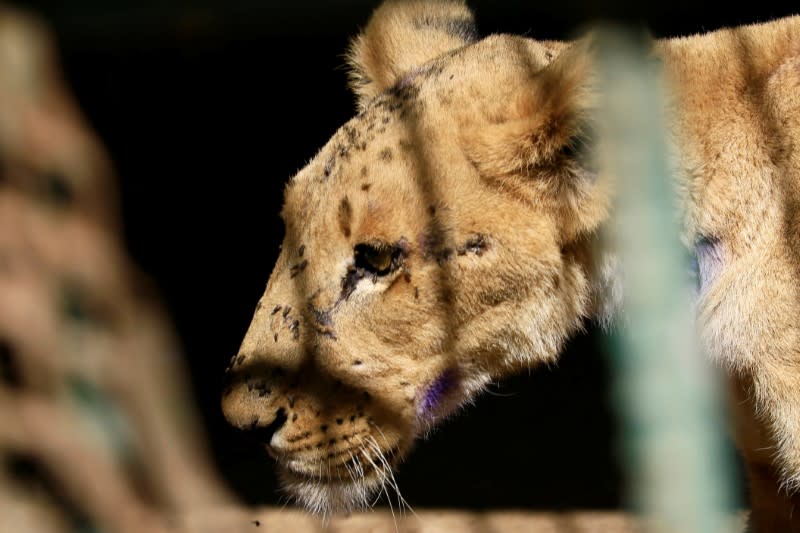 A malnourished lion walks inside its cage at the Al-Qureshi Park in Khartoum