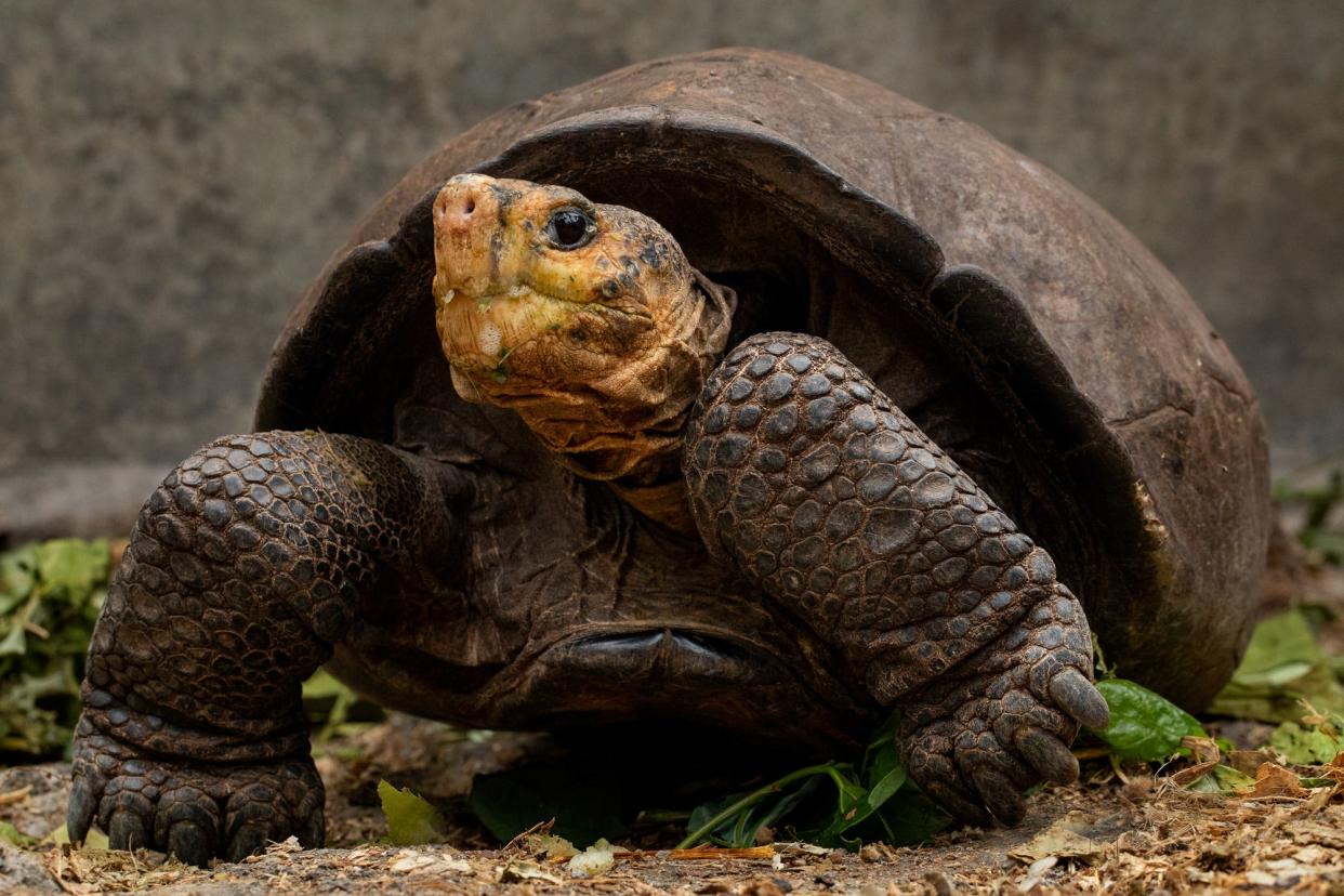 Fernanda, a more than 50-year-old "fantastic giant tortoise" of the Galápagos Islands.