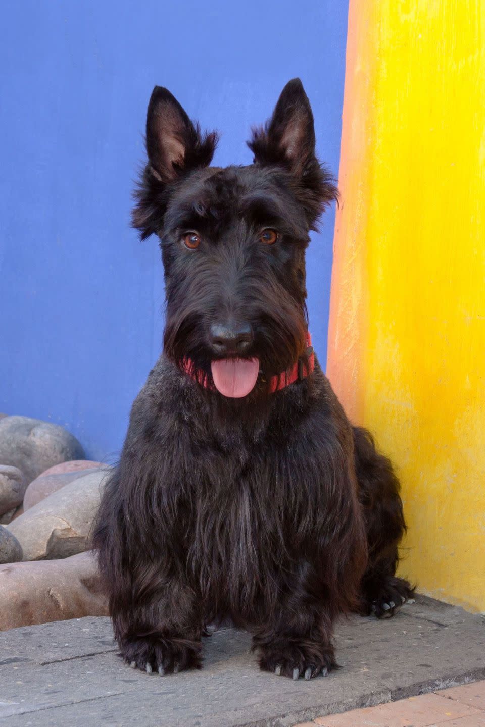 Scottish Terrier