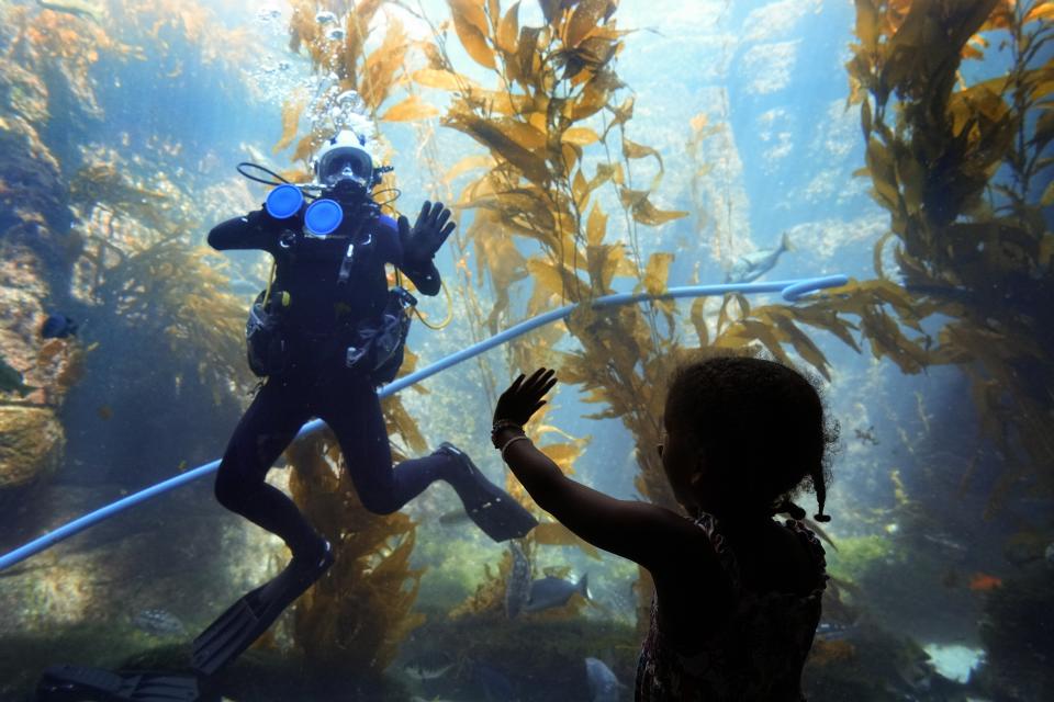 A diver waves to a girl as he cleans the glass of the Birch Aquarium's giant kelp forest exhibit, Tuesday, Oct. 10, 2023, in San Diego. The exhibit, complete with moray eels, leopard sharks and sea bass, is designed to give visitors a sense of how a healthy kelp forest could look like. (AP Photo/Gregory Bull)