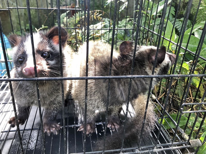 野生動物誤闖住家  新北動保處提醒3大原則 新北市動保處指出，民國112年處理野生動物誤入住 家共62件，其中白鼻心高達34件、超過半數，也提醒 民眾若遇野生動物闖入住家，應保持不接觸、不餵 食、不驚嚇3原則。圖為白鼻心幼獸。 （新北市動保處提供） 中央社記者黃旭昇新北市傳真  113年3月16日 