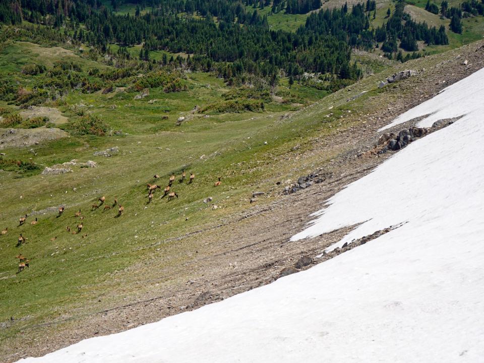 elk heard in CO tundra