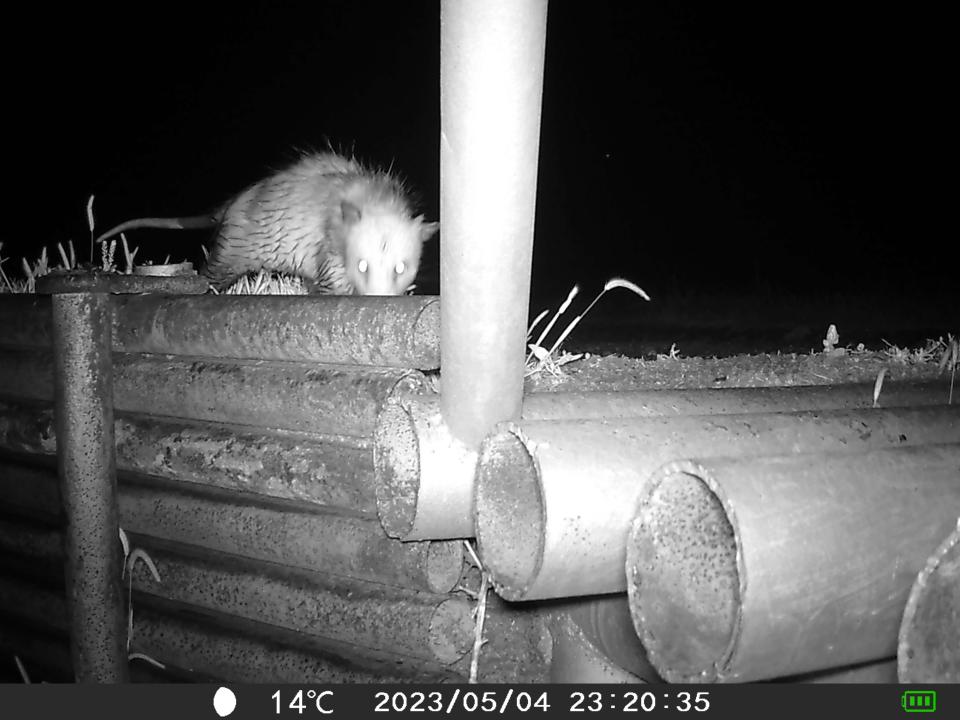 An opossum is seen at night on a wildlife camera near Iowa Park.