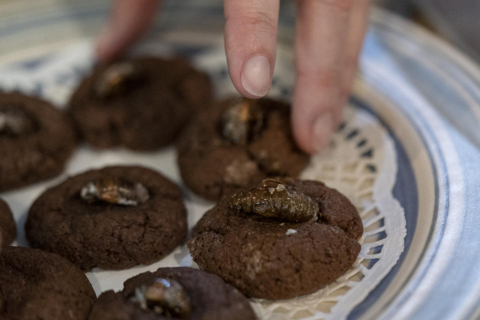 University of Maryland entomologist Paula Shrewsbury, reaches for a cookie topped with a cicada nymph, Monday, May 17, 2021, in Columbia, Md. (AP Photo/Carolyn Kaster)