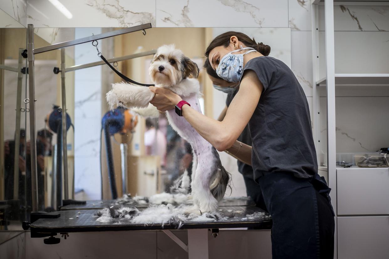 A dog gets a grooming done as the some local businesses open on April 20, 2020, in Prague, Czech Republic. The Czech government has begun to partially reopen some businesses.