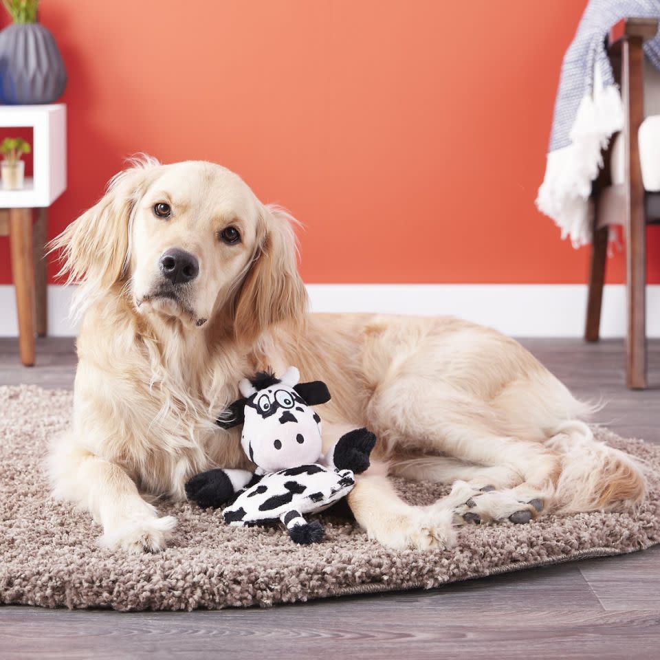 Hear Doggy Flatty Toy. (Photo: Chewy)