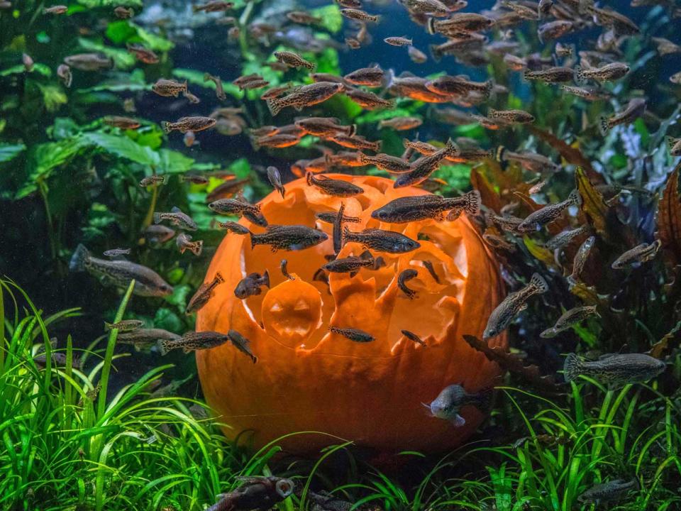 Niedliche Kürbisschlacht: So feiern Tiere Halloween im Zoo