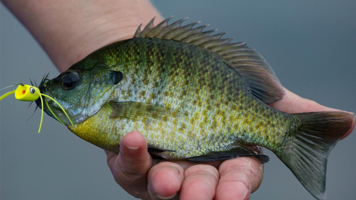 person holding bluegill