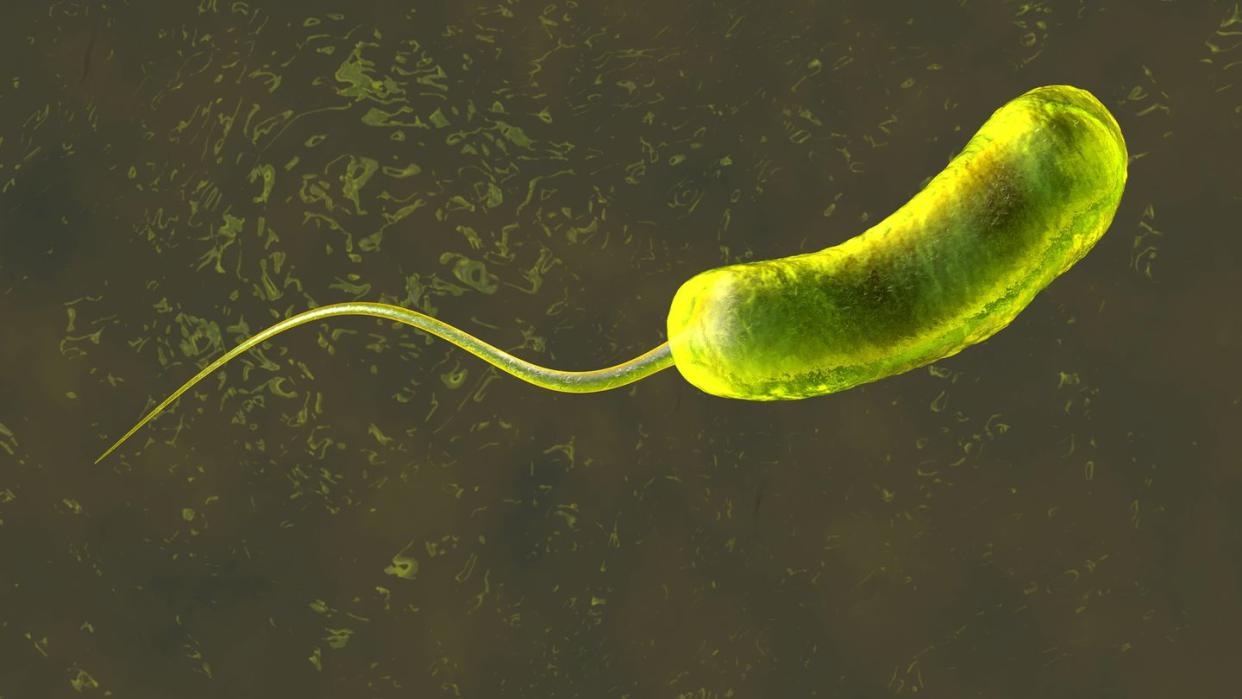 3d rendered illustration of a a convergence to a vibrio cholerae bacterium causing cholera