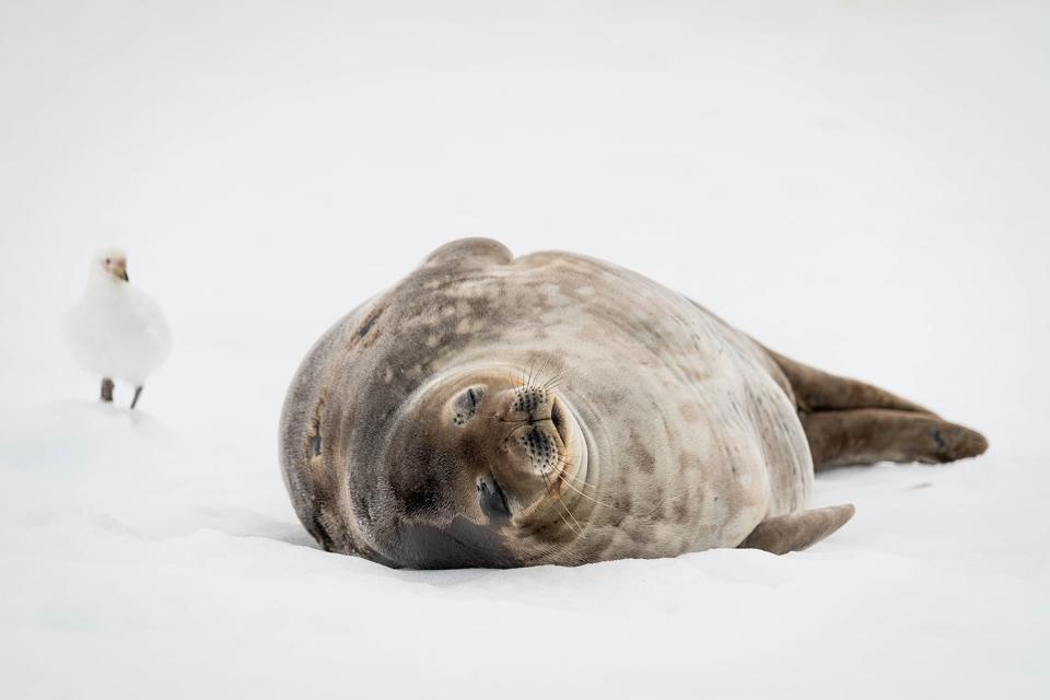 seal sleeping in snow as bird looks on