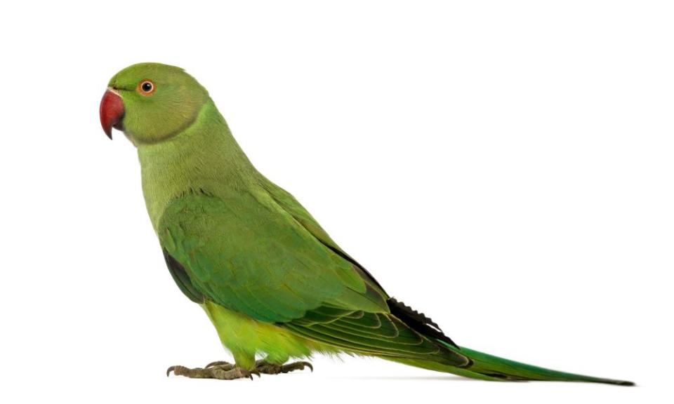 Pretty Polly: ring-necked parakeets are known as the “grey squirrel of the sky”.