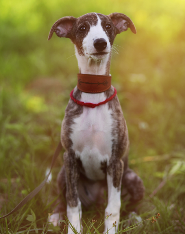 Cooler weather means I gotta make my whippet new coats. My husband