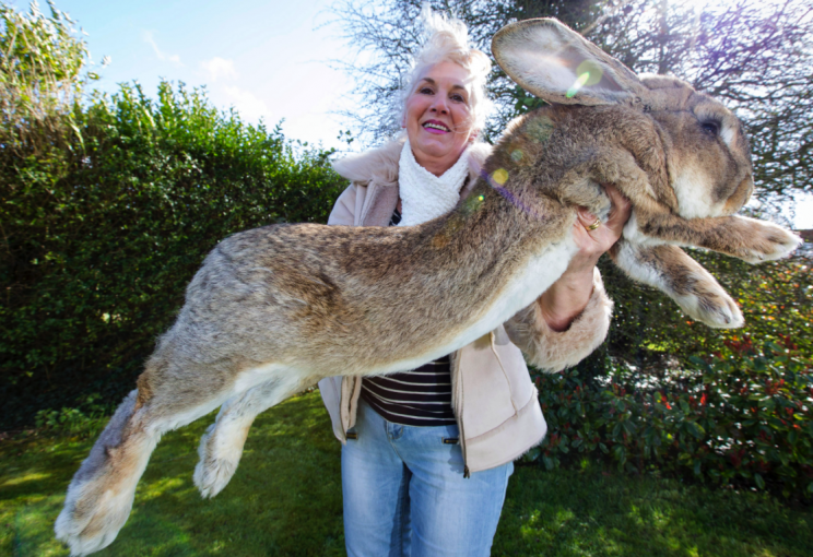 Simon was the son of Darius, the world’s largest rabbit (Picture: Caters)