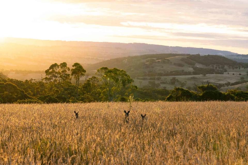 <p>Sia Duff</p> Kangaroos near Esca, a retreat in South Australia