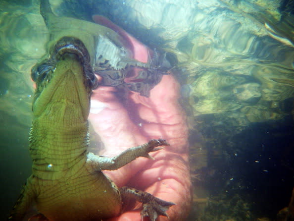 Joe Wasilewski releases a crocodile hatchling near the Florida Power & Light's Turkey Point Nuclear Power Plant where they protect the crocodile and conduct research by counting their nests annually to record population changes June 28, 2012 near Florida City, Florida. Wasilewski, a biologist, studies the reptile and helps in developing and constructing the American crocodile nesting habitat near the power plant. The American crocodile had been on the endangered species list but has been taken off that list and put on the threatened list. With the success of the program to help save the crocodile their populations around developed areas will continue to grow which means that there may be more encounters between humans and the reptile. (Photo by Joe Raedle/Getty Images)