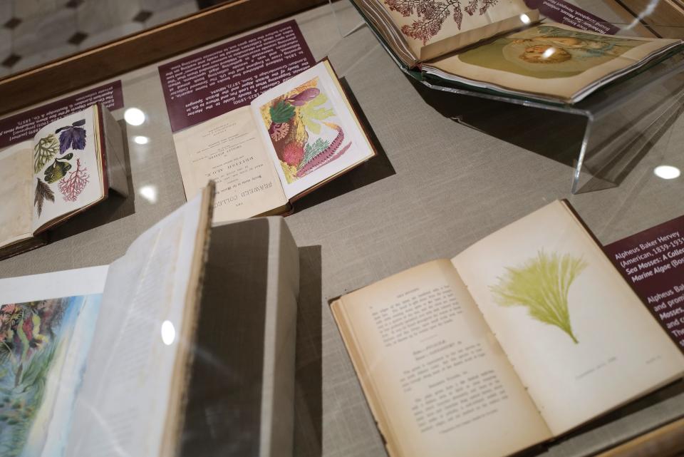 Some of the books featuring different types of seaweed drawings at the newly opened A Singularly Marine & Fabulous Produce: The Cultures of Seaweed at the New Bedford Whaling Museum.