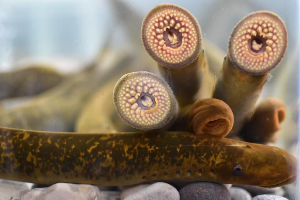 Did you know that sea lampreys, parasitic fish native to the Atlantic Ocean, are present in the Cheboygan River downstream of the lock and dam?